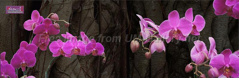 orchid_compose2_xl preview.jpg